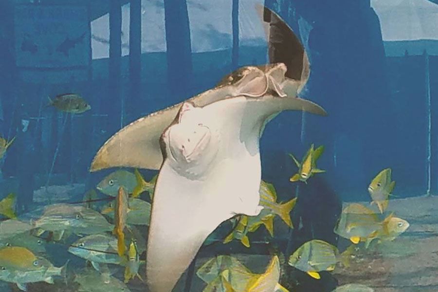 Cownose Rays in the Florida Reef Habitat!